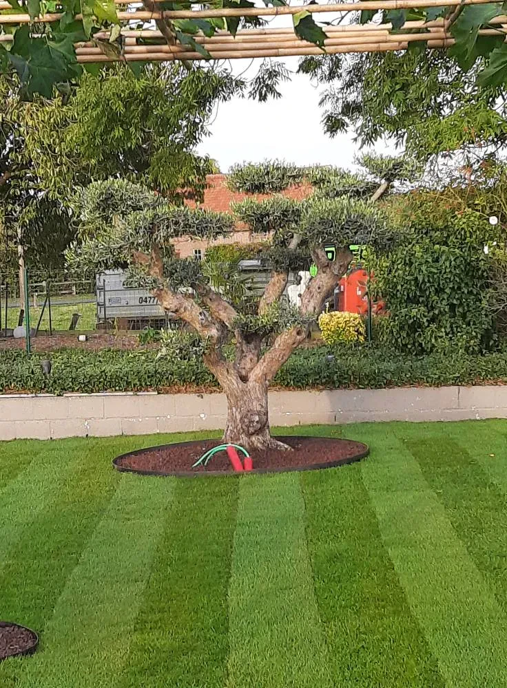Heraanleg tuin feestzaal met groene pergola voor natuurlijke elegantie 